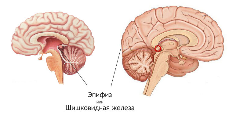 Стоит отметить, что и в других частях тела была обнаружена выработка малатонина, но в другом количестве (20% от общего объёма).