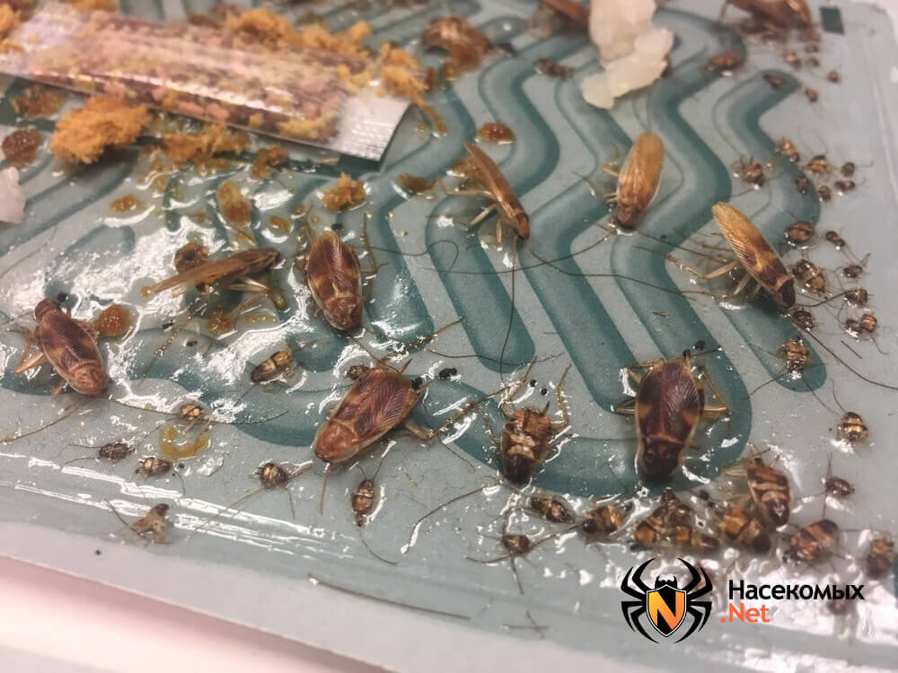 Тараканы в ловушке