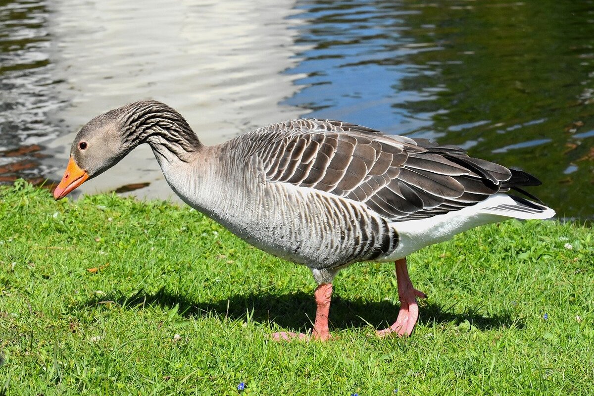 Как с гуся вода