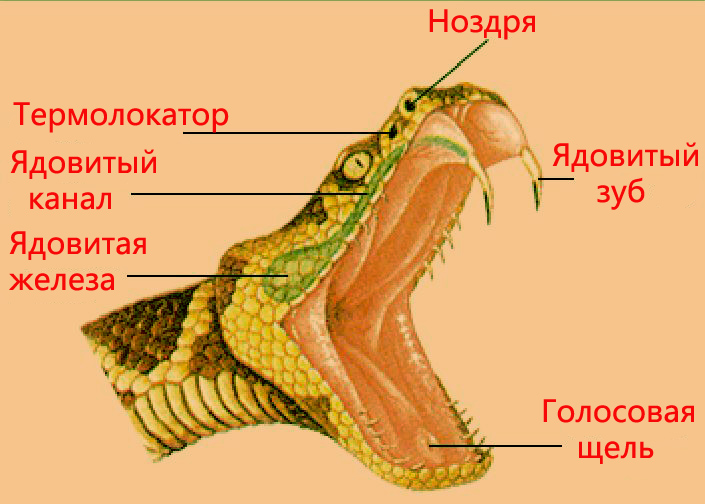 Обоняние у пресмыкающихся. Строение головы ядовитой змеи. Строение ротовой полости рептилий. Термолокатор змеи. Пресмыкающиеся змеи строение.