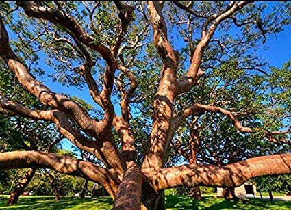 Облик растения