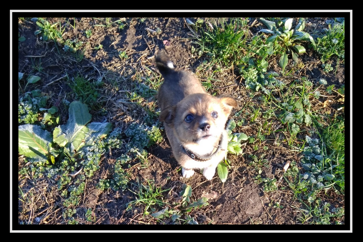 Я тут еще совсем щенок