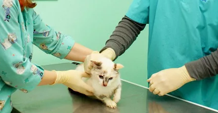 Фото: https://news.rambler.ru/other/42346301-litsenzirovanie-veterinarnyh-klinik-hotyat-vernut-v-rossii/