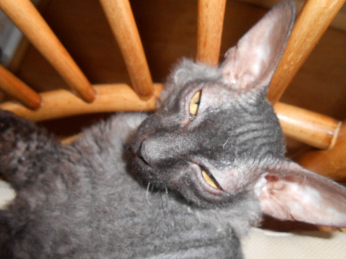 Как вы мне уже надоели...