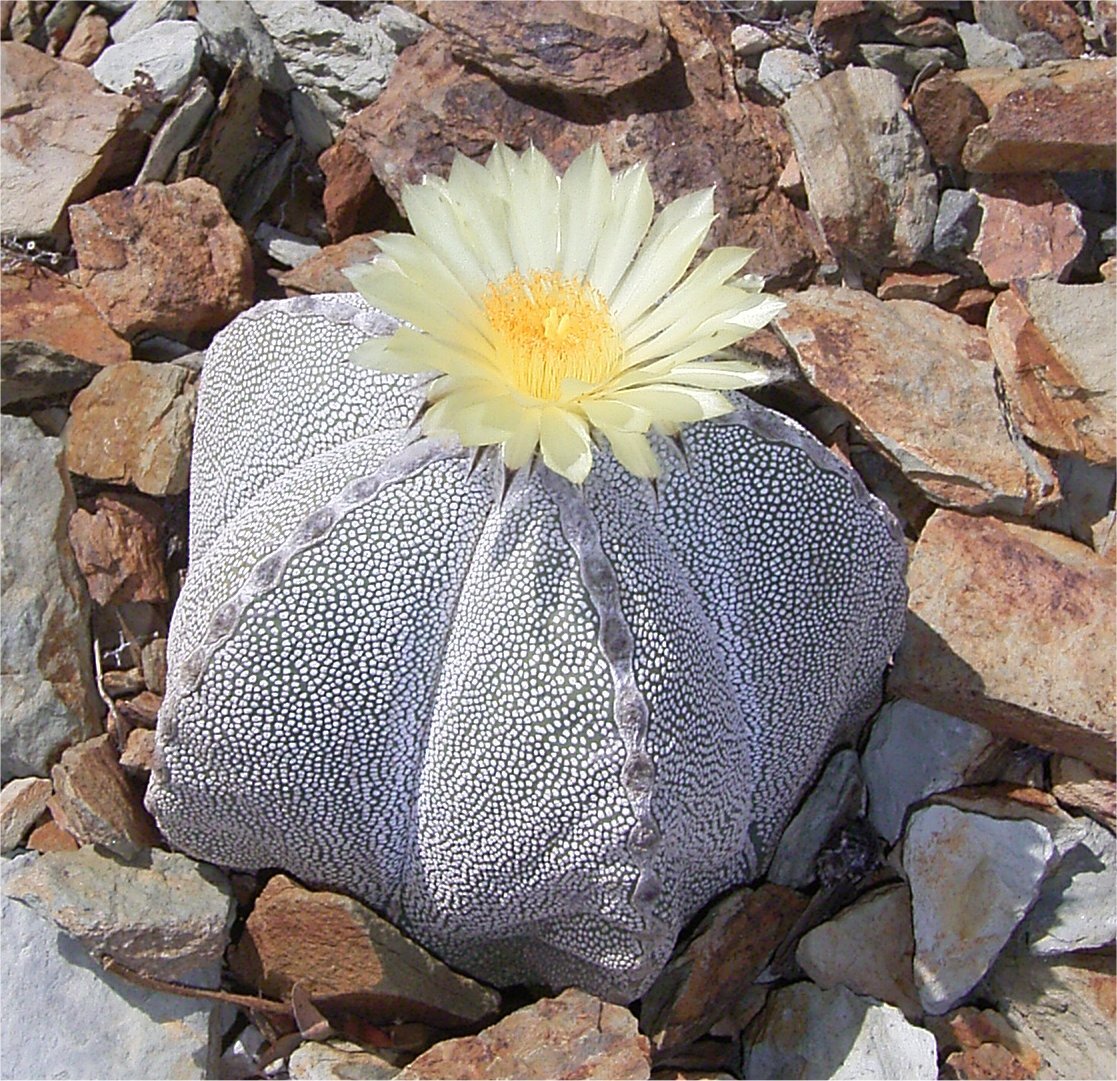 Астрофитум в природе