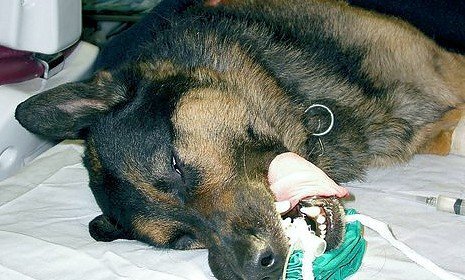 Симптомы и лечение чумки