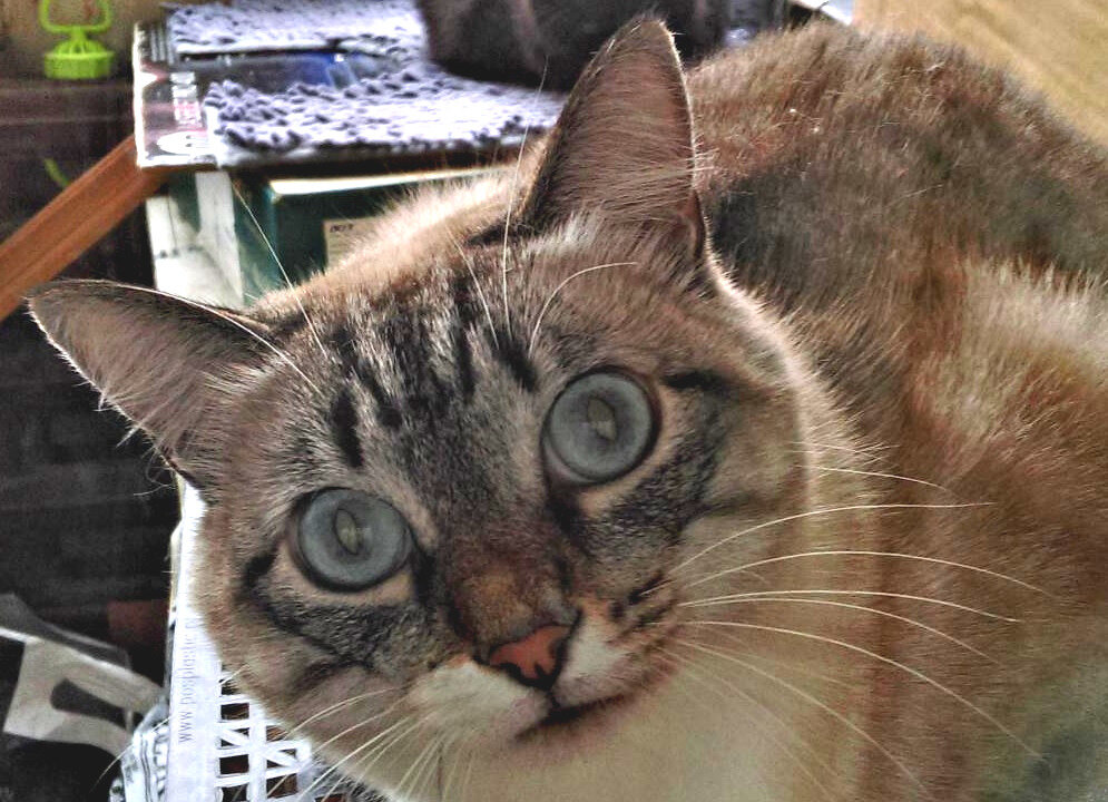 - А вы слыхали?! Ща расскажу!