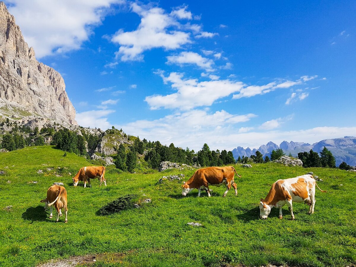 Альпийские буренки в окрестностях Валь Ди Фассо