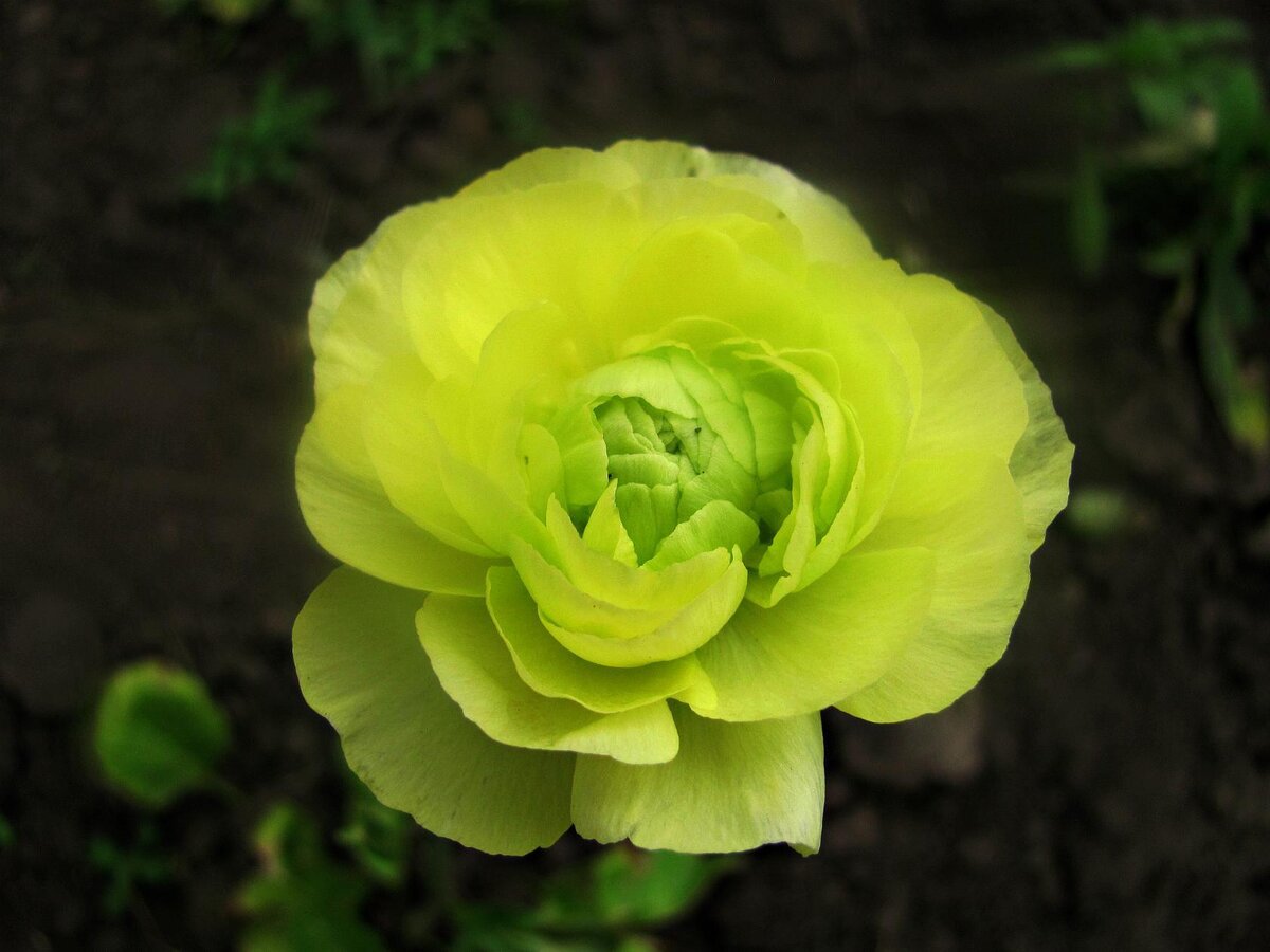 Ranunculus graminifolia