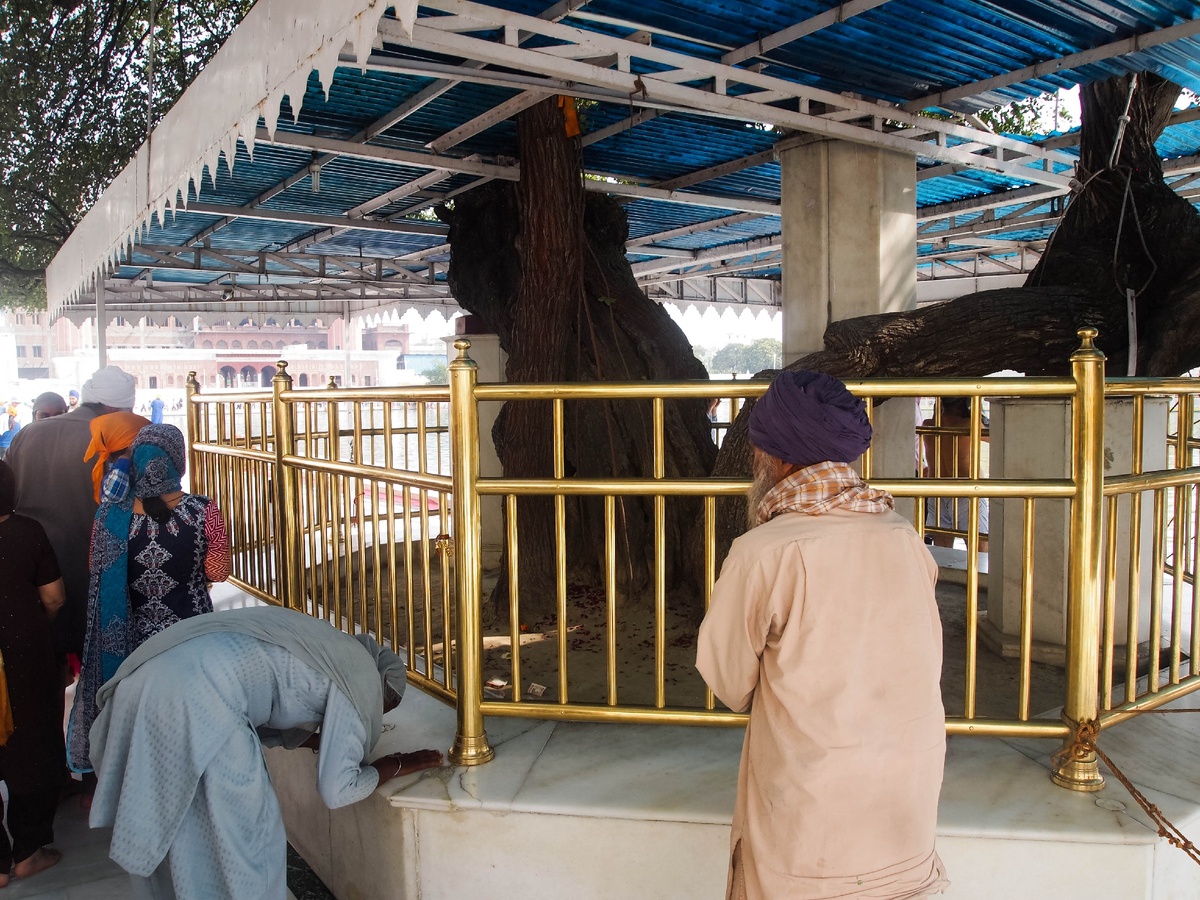 ber baba budda sahib - Амритсар  - встретилось мне священное дерево у Золотого храма