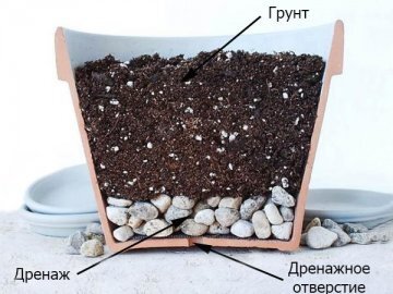 Фото из свободных источников