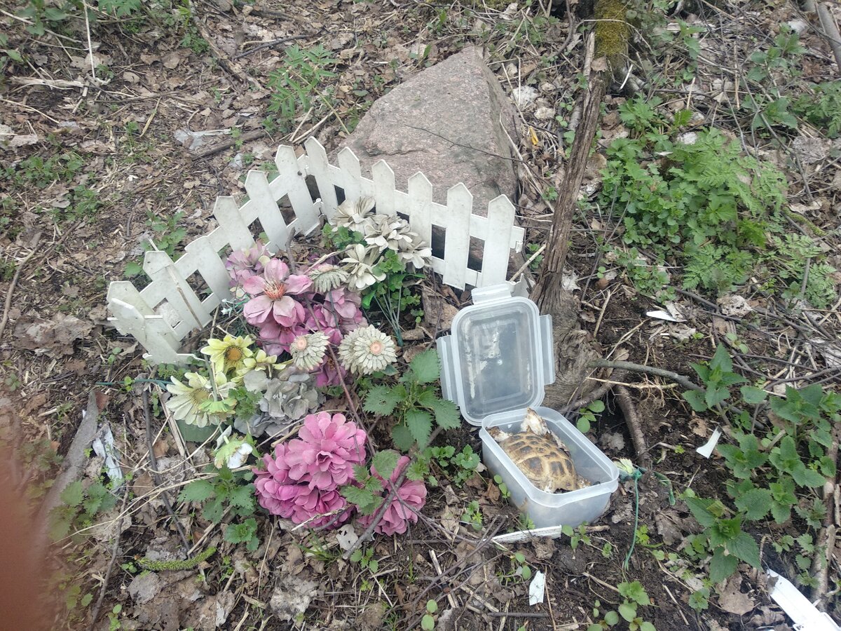 Контейнер с черепашкой был кем-то вскрыт