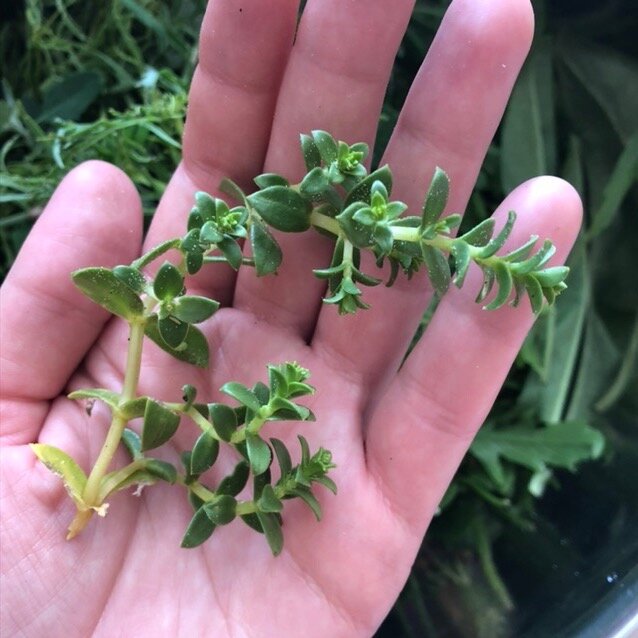 Растение на ладони для понимания размеров.