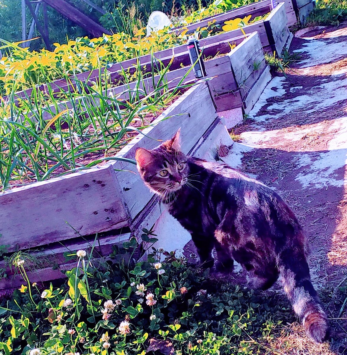 IMG_20200719_092157  Фото из личного архива. Маркиза на грядках.