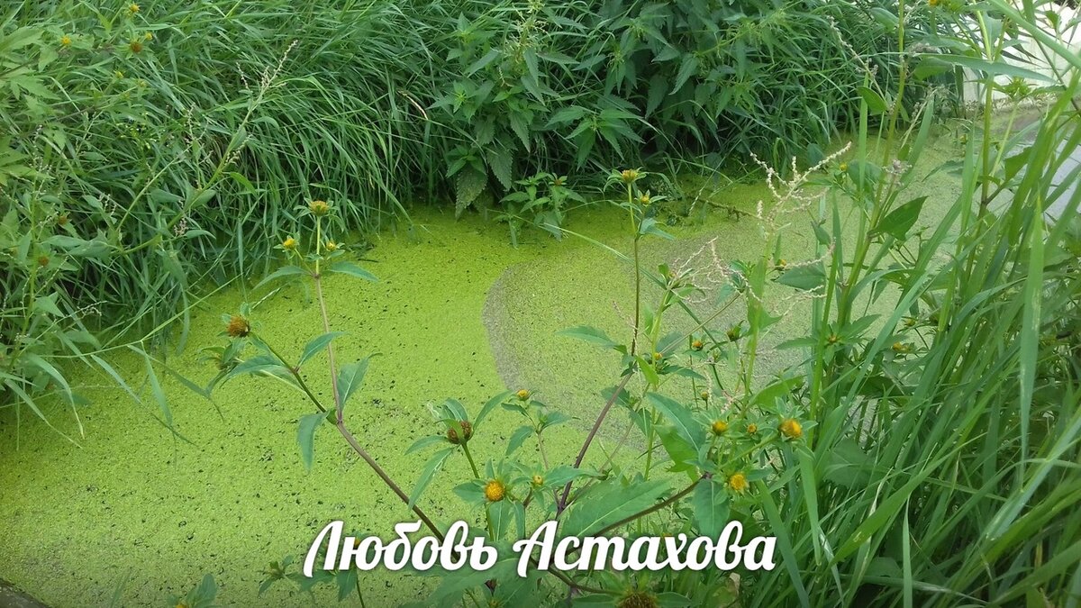 Течение любого события в своей жизни мы определяем сами. Мы сами создаём заторы, застойное болото и водопады. Зачастую от нашего выбора зависит и прозрачность потока. 