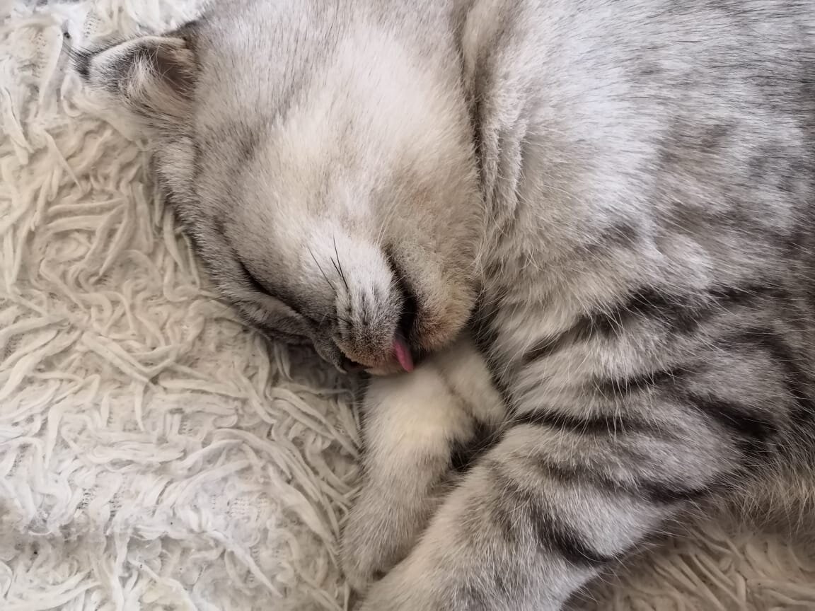 Сниться вкусняшка