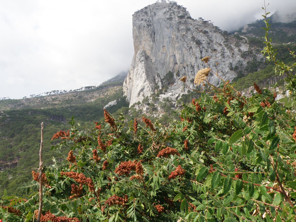 Сумах на фоне скалы.