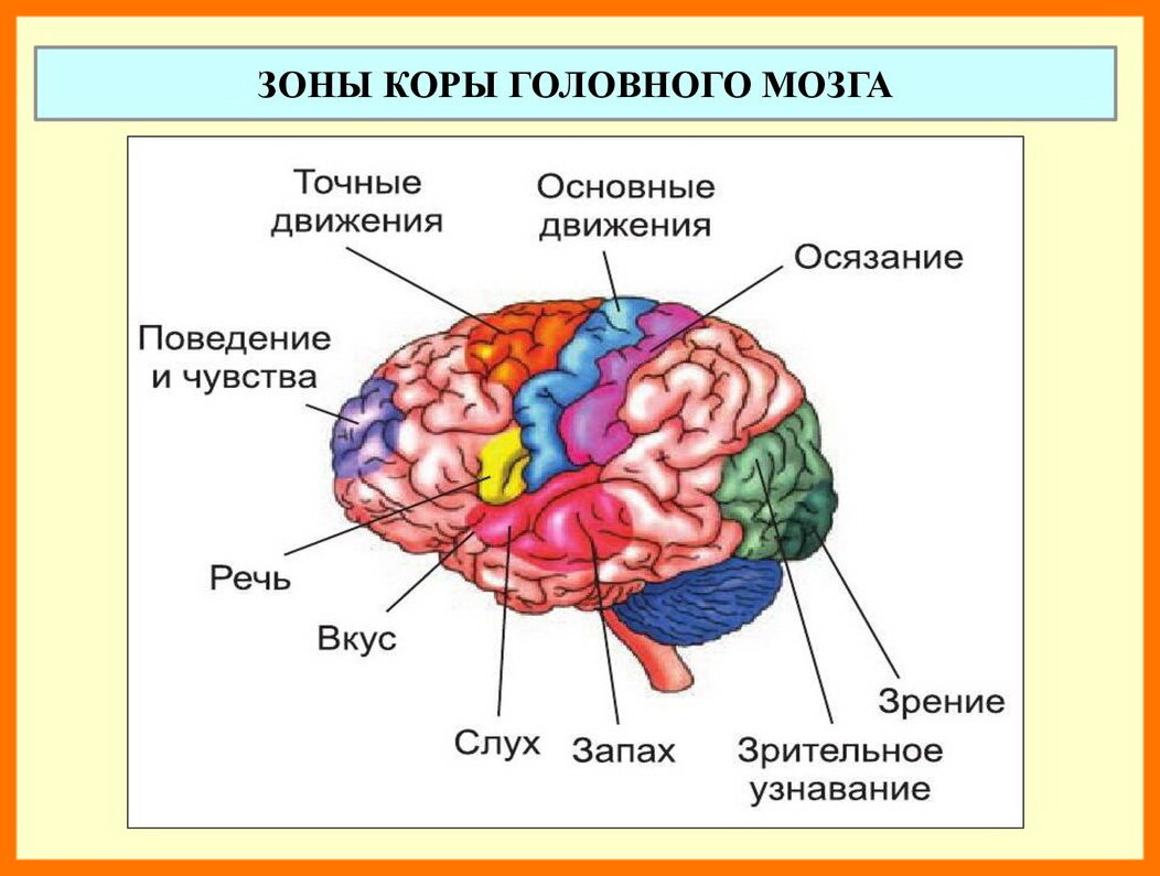 Мозг зрительная зона. Центры анализаторов в коре головного мозга. Зоны чувствительности коры головного мозга. Ядра анализаторов в коре головного мозга. Корковые функции головного мозга.