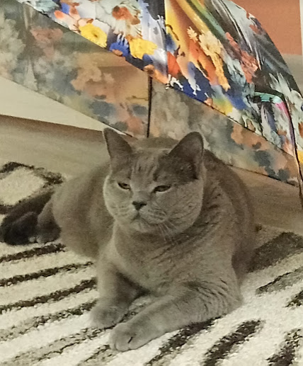 А вы знали, что содержание кошки теперь дороже, чем доступ к услугам юриста по сертификату?