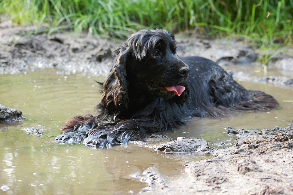 https://cdn.pixabay.com/photo/2017/06/18/00/36/dog-2414188_960_720.jpg  Katrina_S