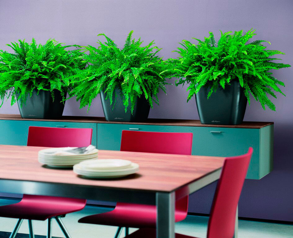 Фитодизайн