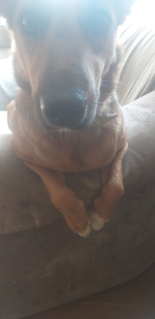 Глаз не сводит с любимой хозяйки.