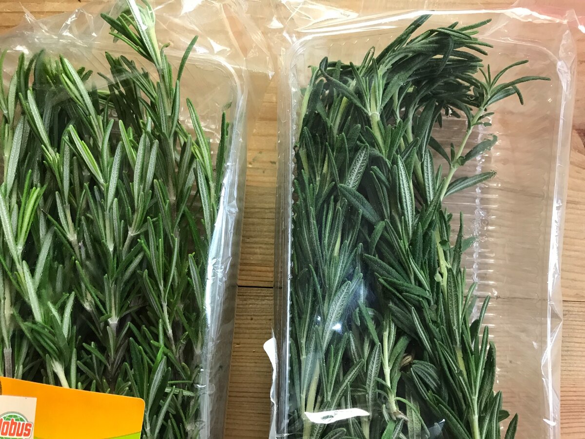 вот такой красивый розмарин двух сортов я купила для своего эксперимента.