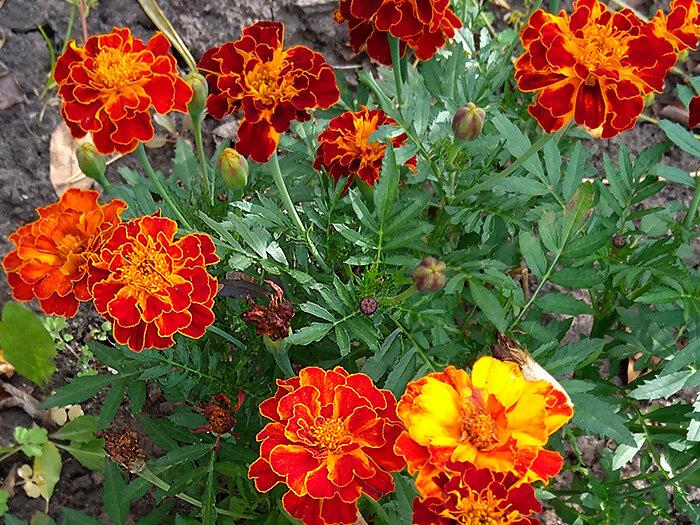 Бархатцы в саду