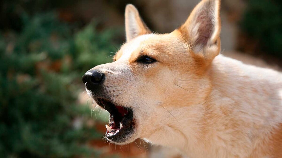 Лай собаки - что это?