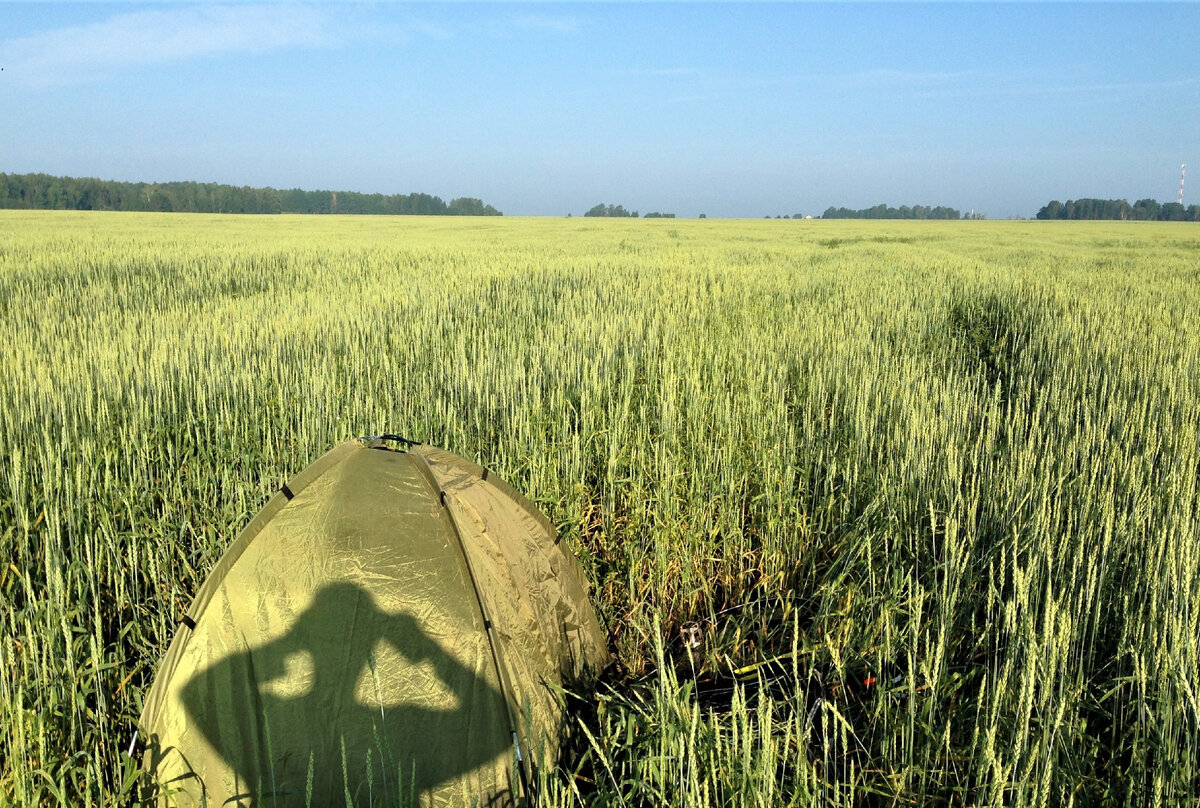 Мой лагерь в хлебном поле. Фото автора