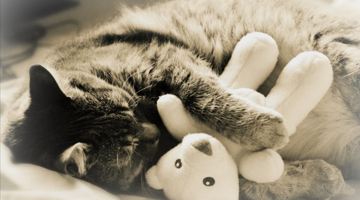 Фото Яндекс. Картинки