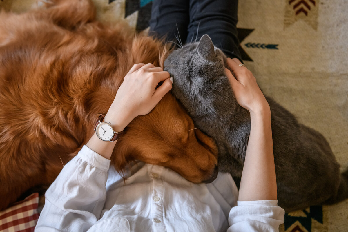 Люди кошки и люди собаки. День домашних животных. Человек с кошкой и собакой. Всемирный день домашних животных 2020. Обнимает собаку.