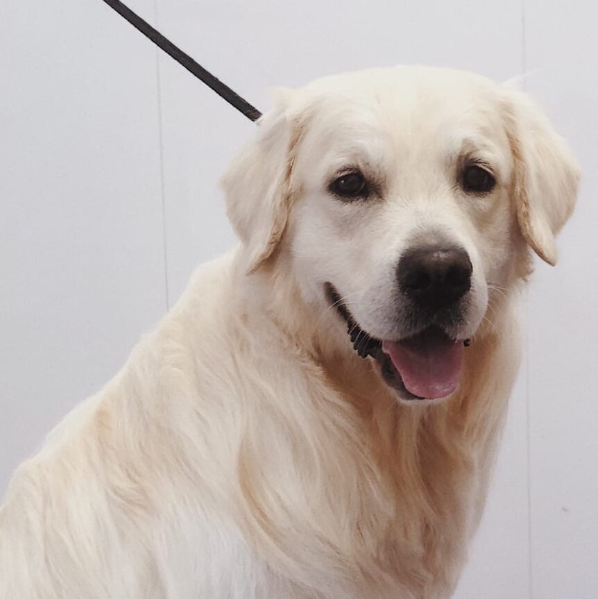 Голден ретривер Каспер в груминг салоне PetSpa