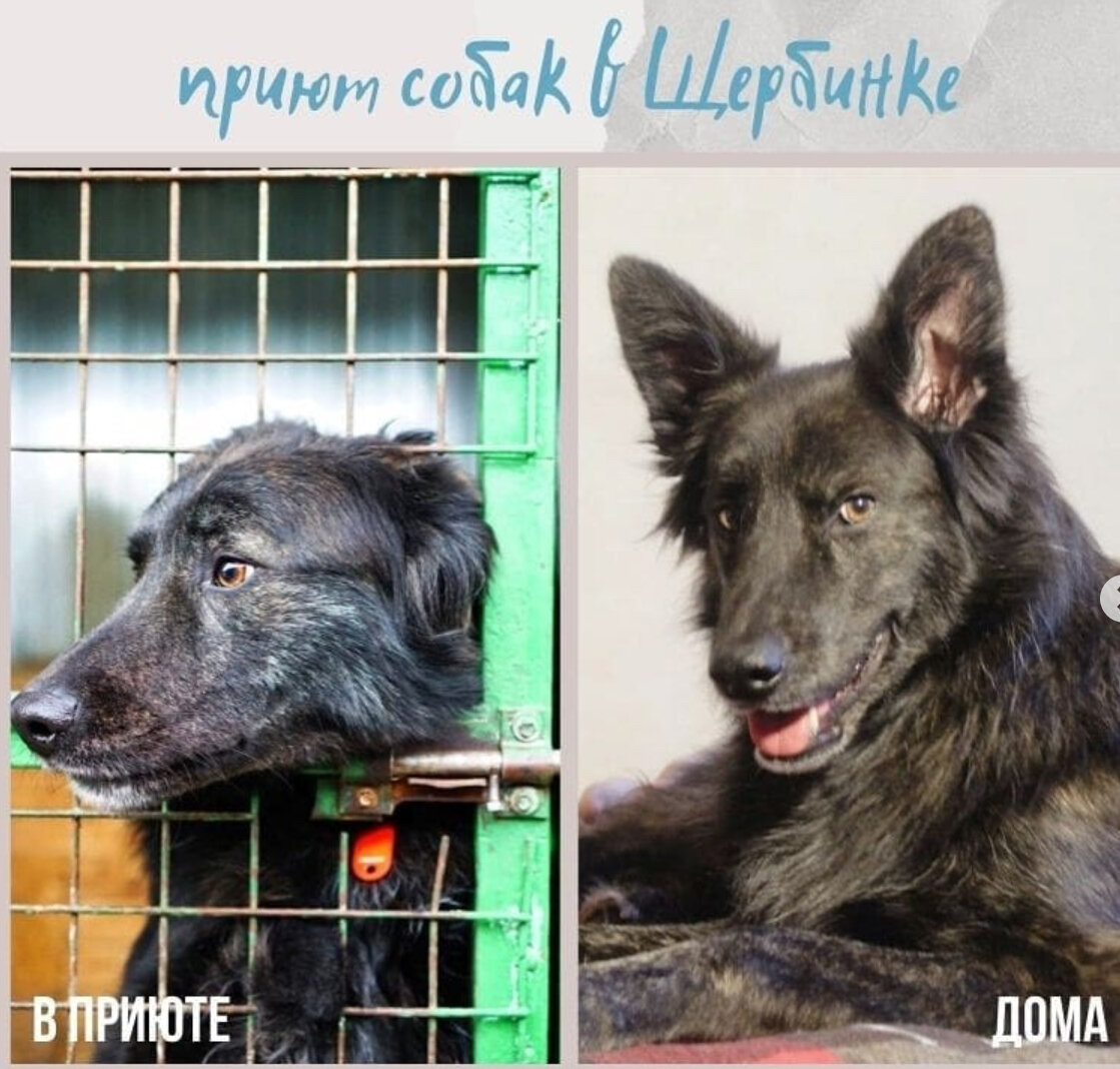 Коллаж -собственность канала