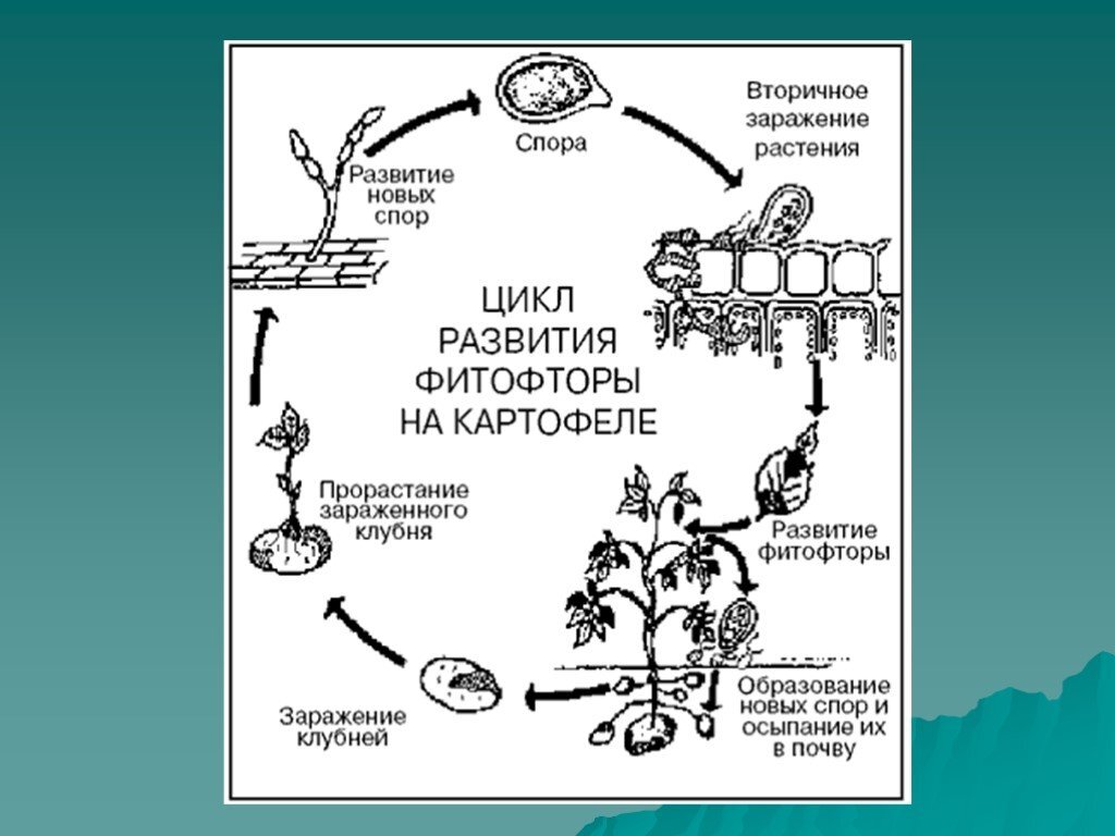 Схема развития заболевания. Фитофтороз картофеля жизненный цикл. Жизненный цикл фитофторы картофеля. Жизненный цикл фитофторы схема. Жизненный цикл фитофторы картофеля схема.