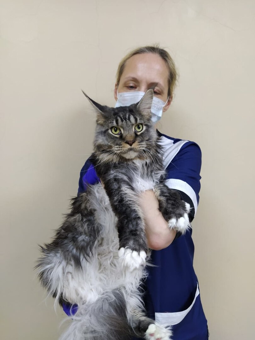 Деликатная проблема - запор у кошки | Ветеринарная клиника Ветус | Дзен