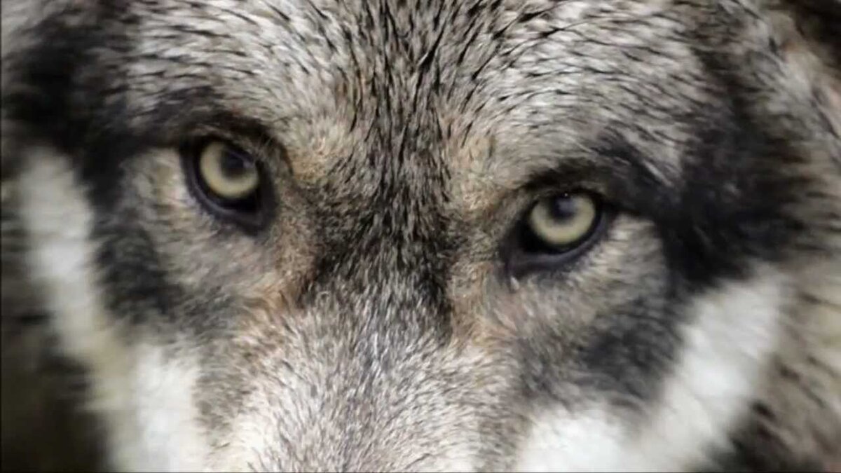 Фото из открытых источников.