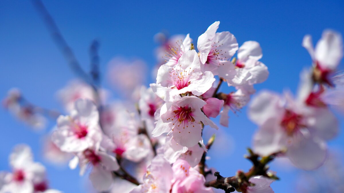 Изображение Matthias Böckel с сайта Pixabay 