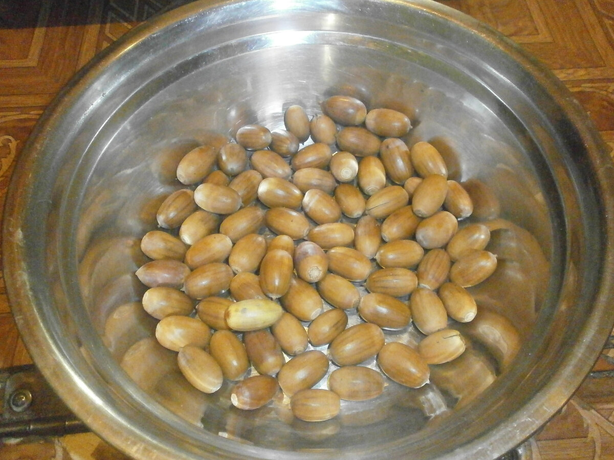 Свежесобранные желуди