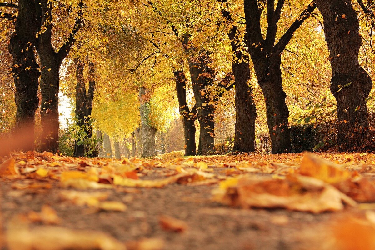 фото с сайта pixabay