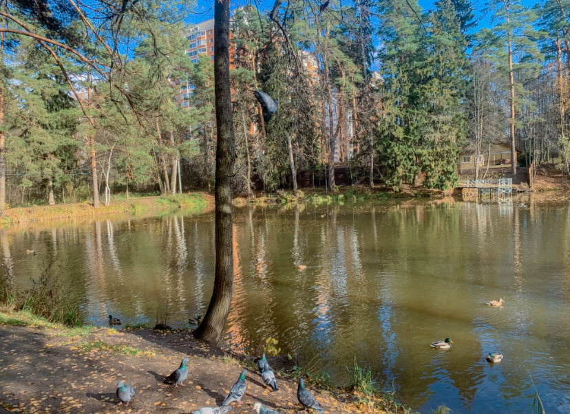 Буду скучать по нашему лесу и озеру.