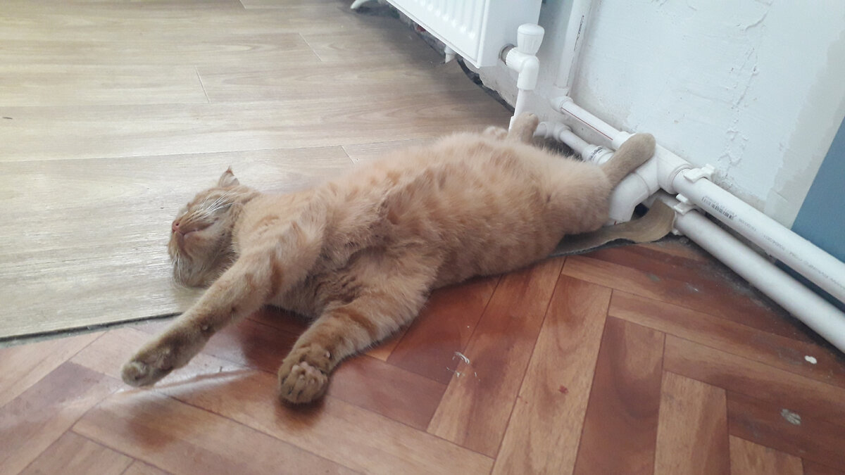 Лапы мёрзнут 