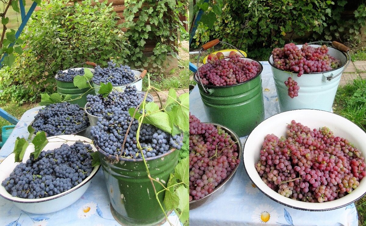 А это их урожай. По одному кусту каждого. Фото автора