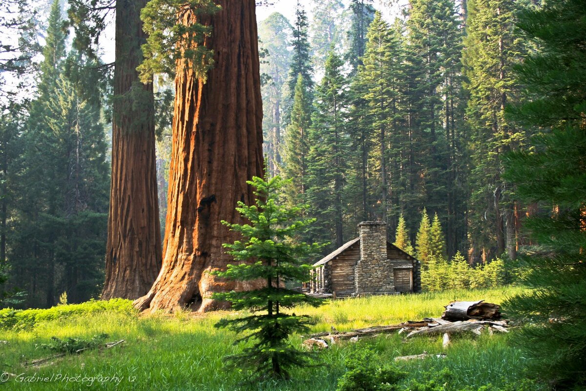 Домик у дерева.