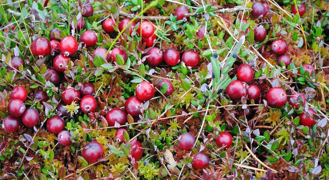 Какую ягоду называют журавлиной. Клюква болотная. Как называется кислая ягода. Ягель, морошка, брусника. Морошка черника брусника.