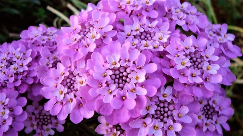  Листайте галерею. Иберис. Фото с источника: https://clck.ru/bmbpj.