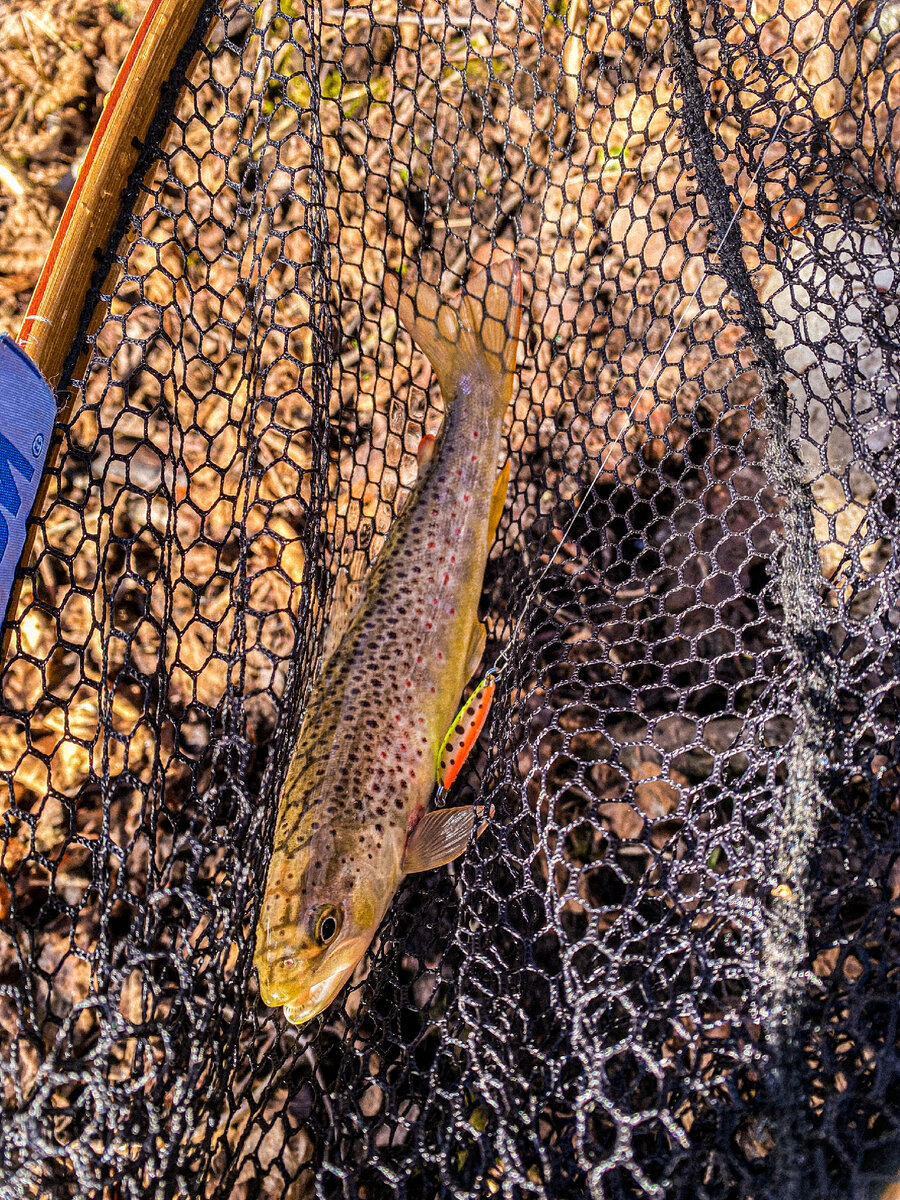 Самая бойкая промахнулась и села за плавник