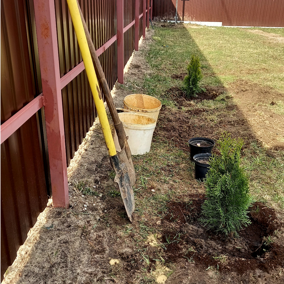 #туи #туя #туя западная #посадка туи #ижс #дача #купить участок #земледелие #сад и огород 