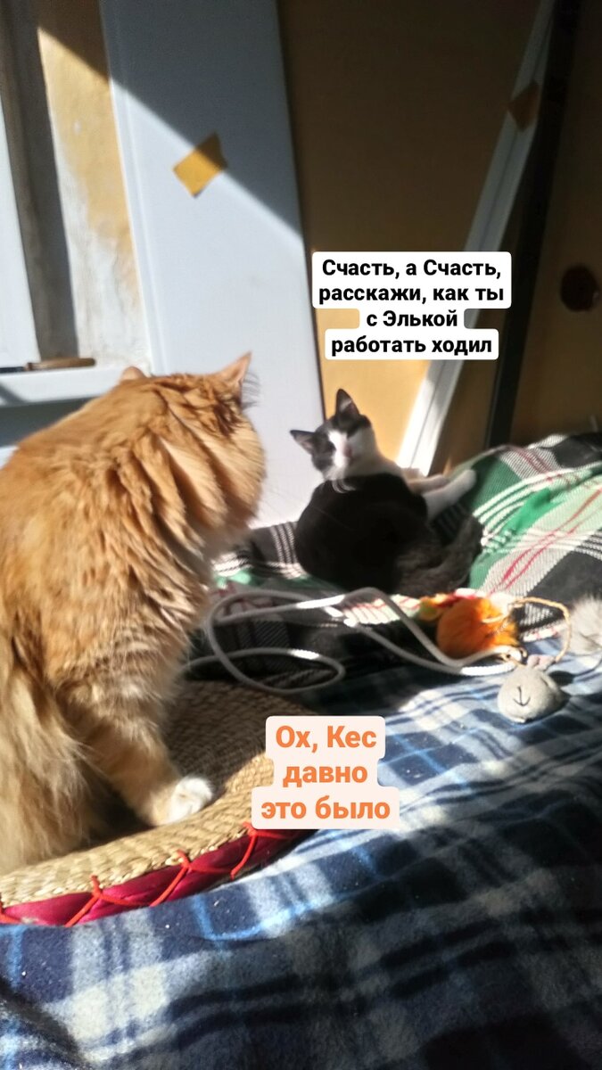 Сегодня утром