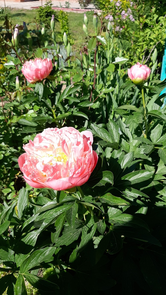 Пион Лососевая мечта